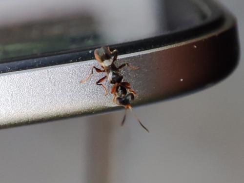 Neodryinus typhlocybae